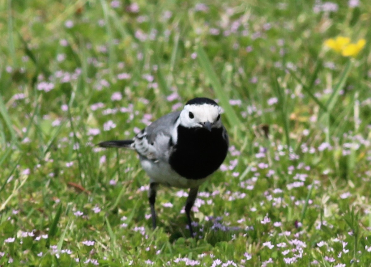 White Wagtail (White-faced) - ML326301541
