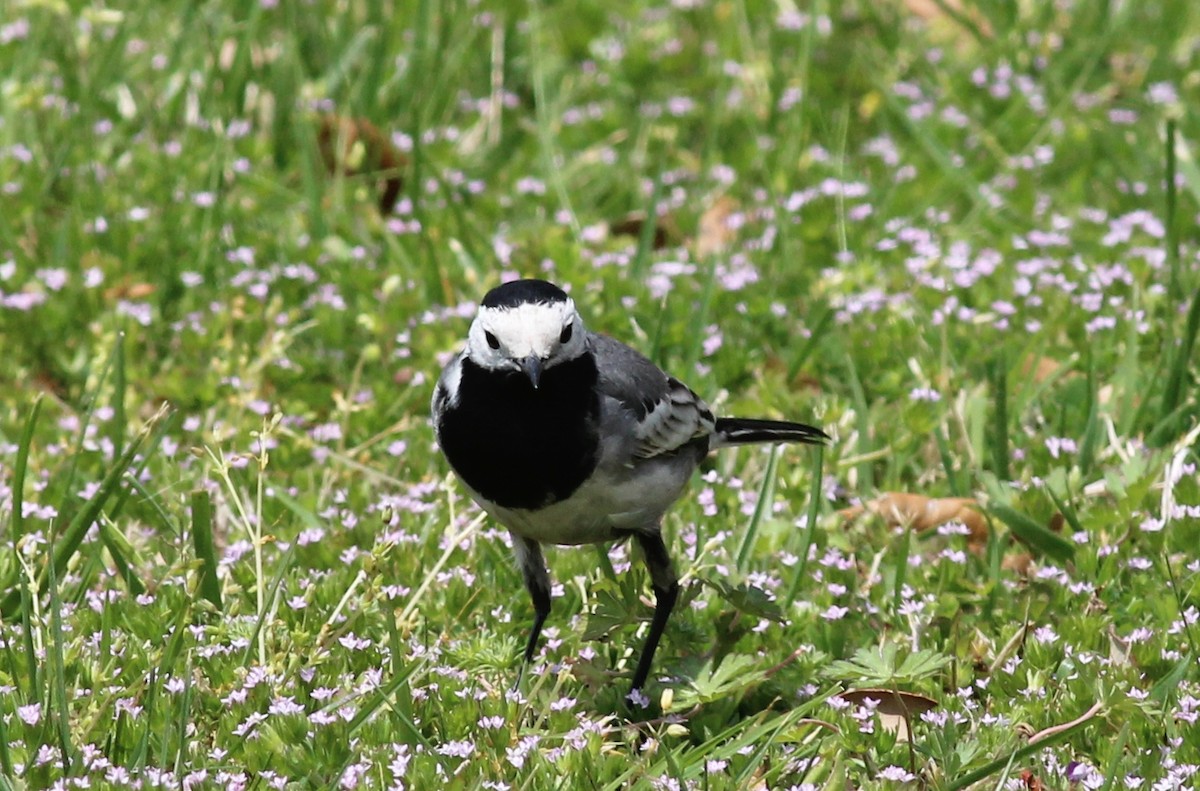 White Wagtail (White-faced) - ML326301551