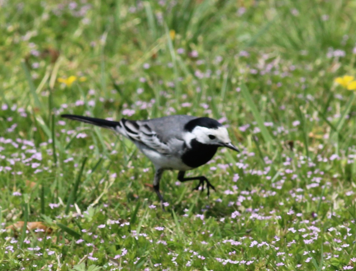 White Wagtail (White-faced) - Mary Coker