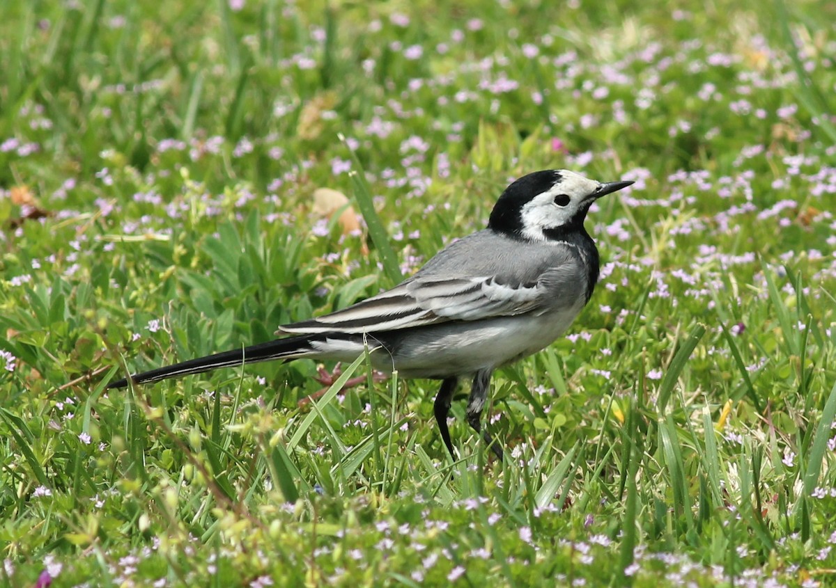 White Wagtail (White-faced) - ML326302791