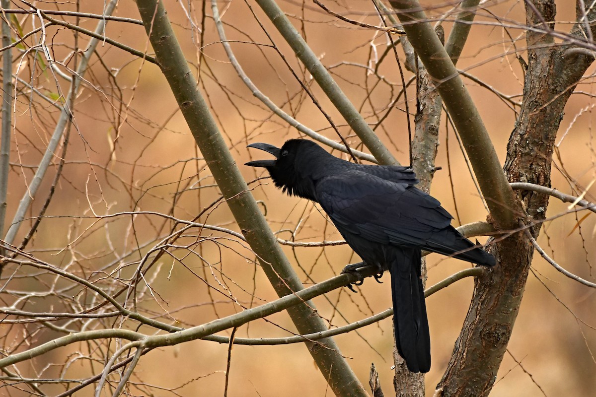 Large-billed Crow - ML326304971
