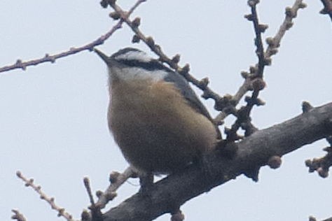 Red-breasted Nuthatch - Gail Johnson