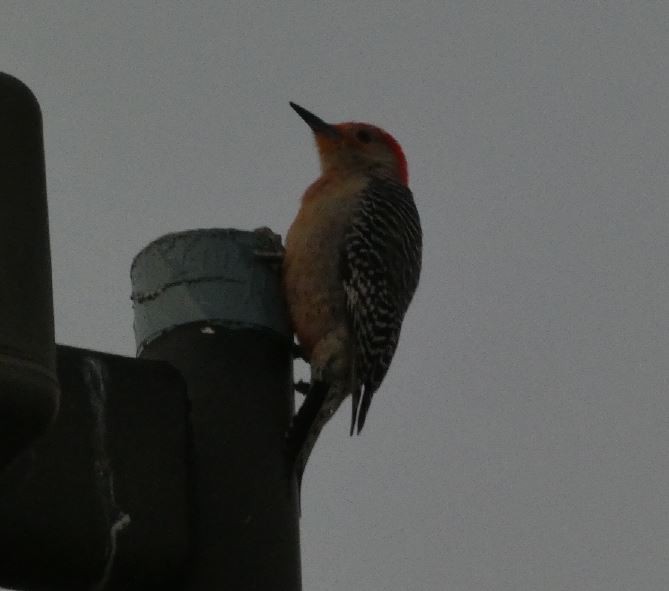 Red-bellied Woodpecker - ML326325191