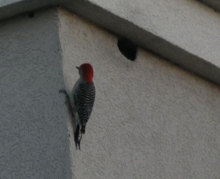 Red-bellied Woodpecker - Bill Pranty