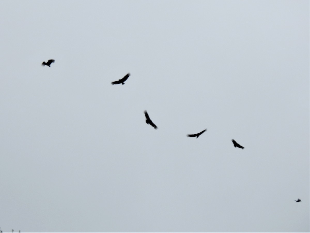 Black Vulture - Susan Brauning