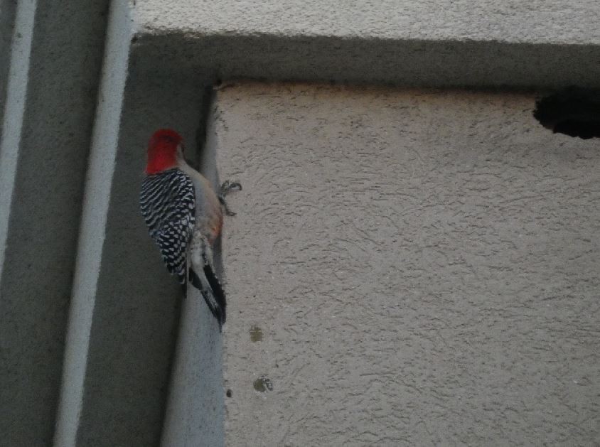Red-bellied Woodpecker - ML326325301