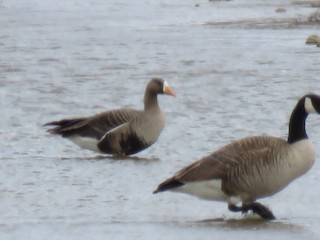 Greater White-fronted Goose, ML326326651
