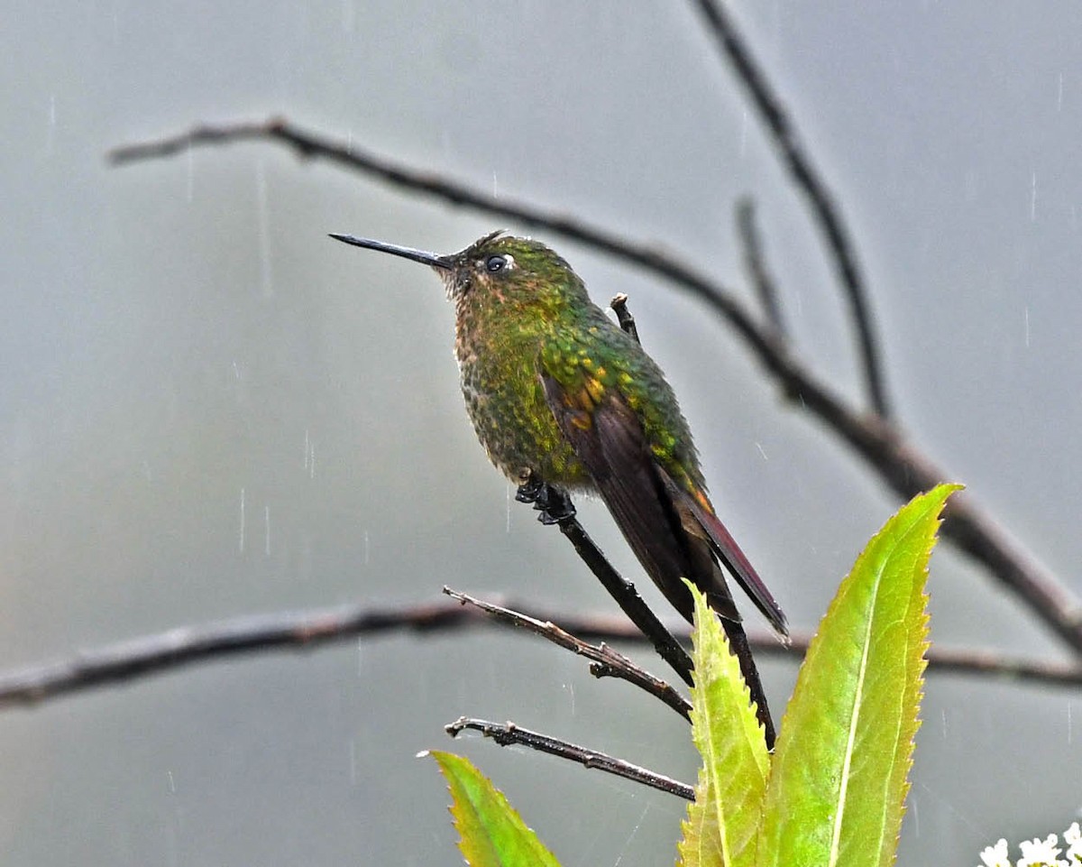 Scaled Metaltail - ML326336401