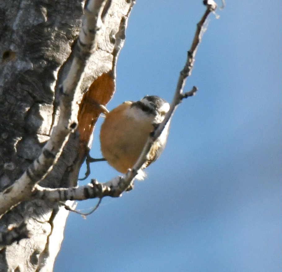 Red-breasted Nuthatch - ML326336411