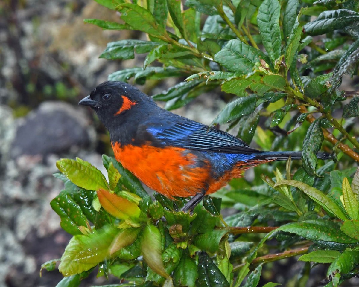 Scarlet-bellied Mountain Tanager - ML326336681