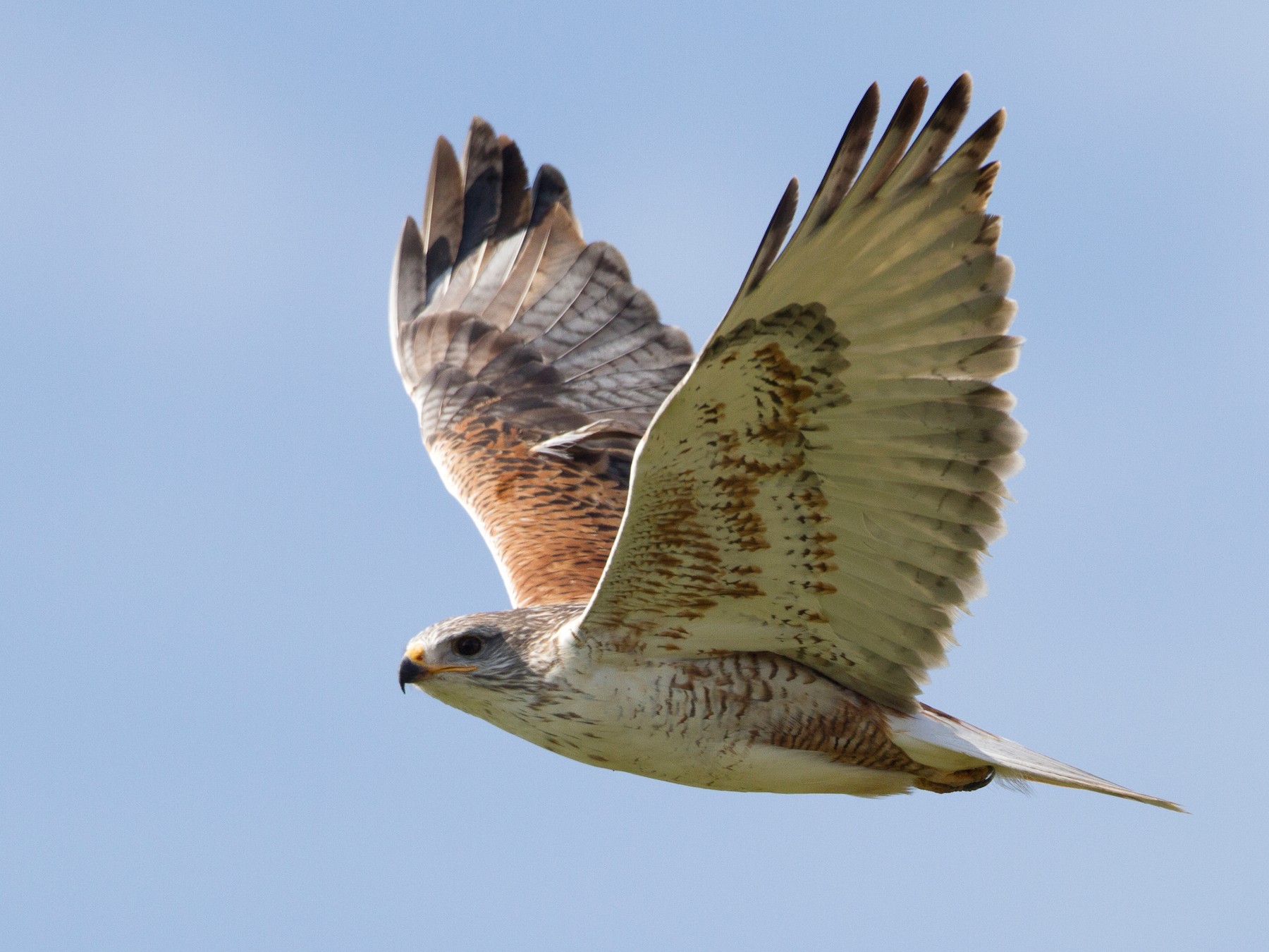 Ferruginous Hawk - eBird