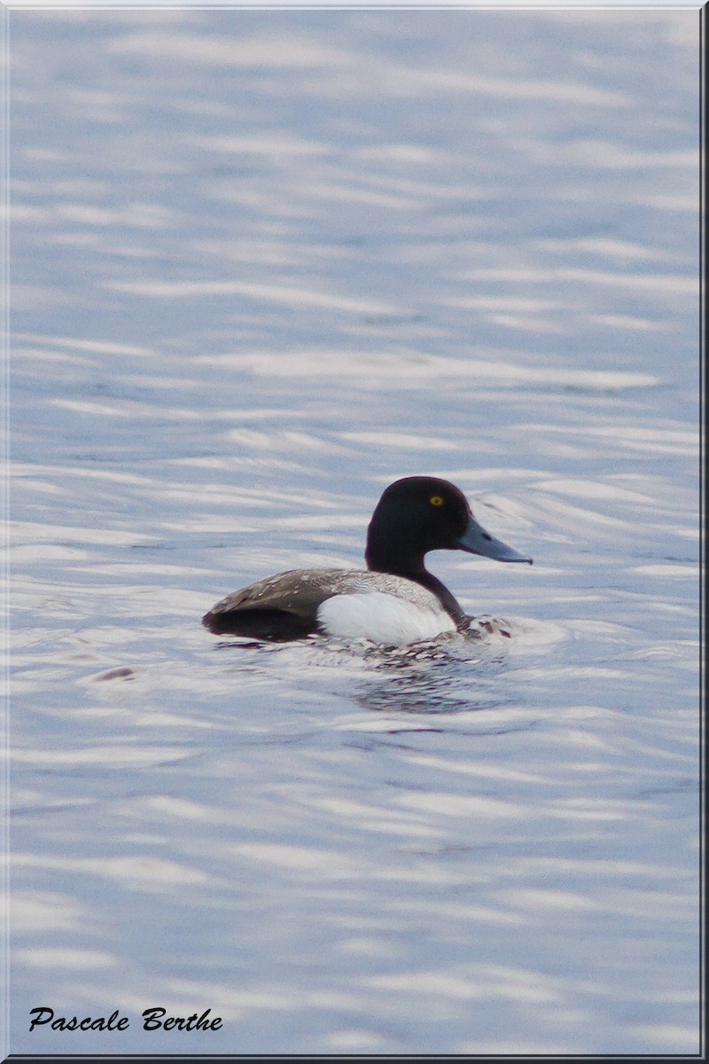Greater Scaup - ML32634051