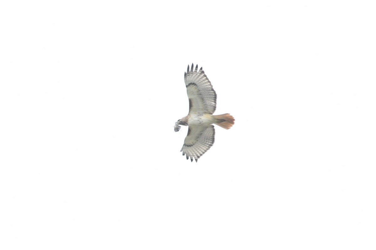Red-tailed Hawk - ML326342361