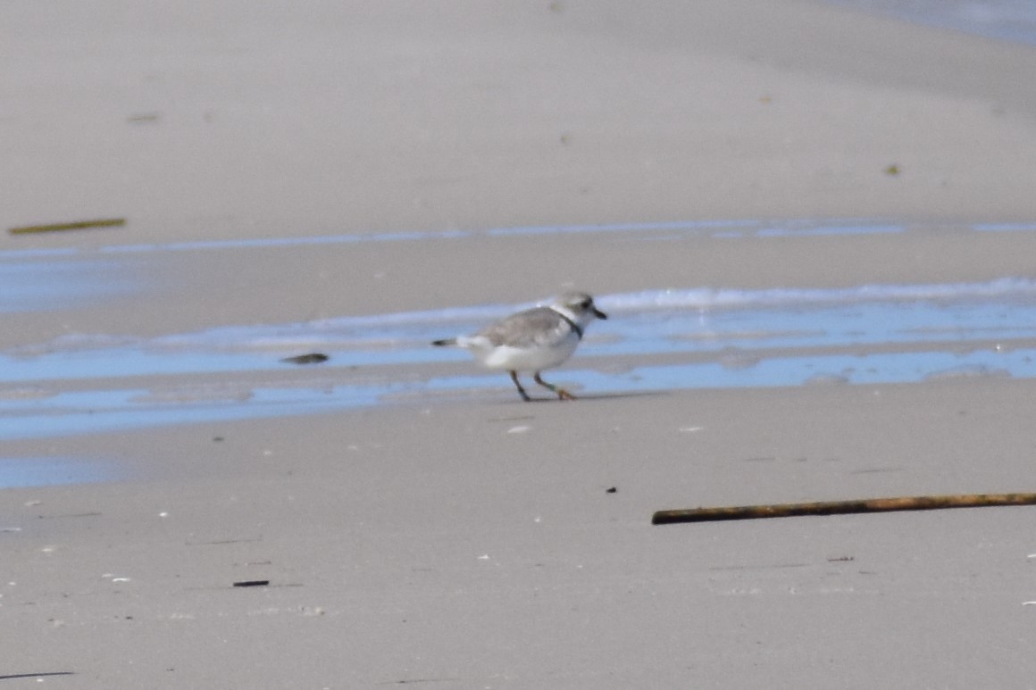 Piping Plover - ML326344701