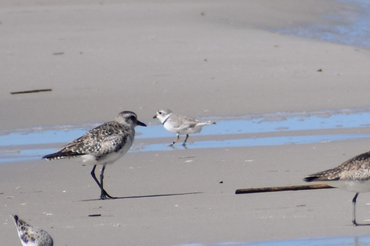 Piping Plover - ML326344711