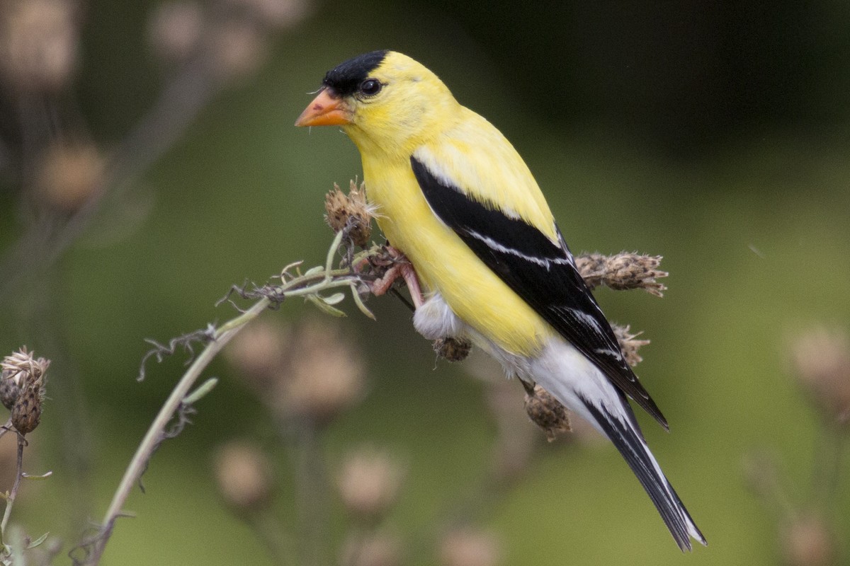 American Goldfinch - David Brown