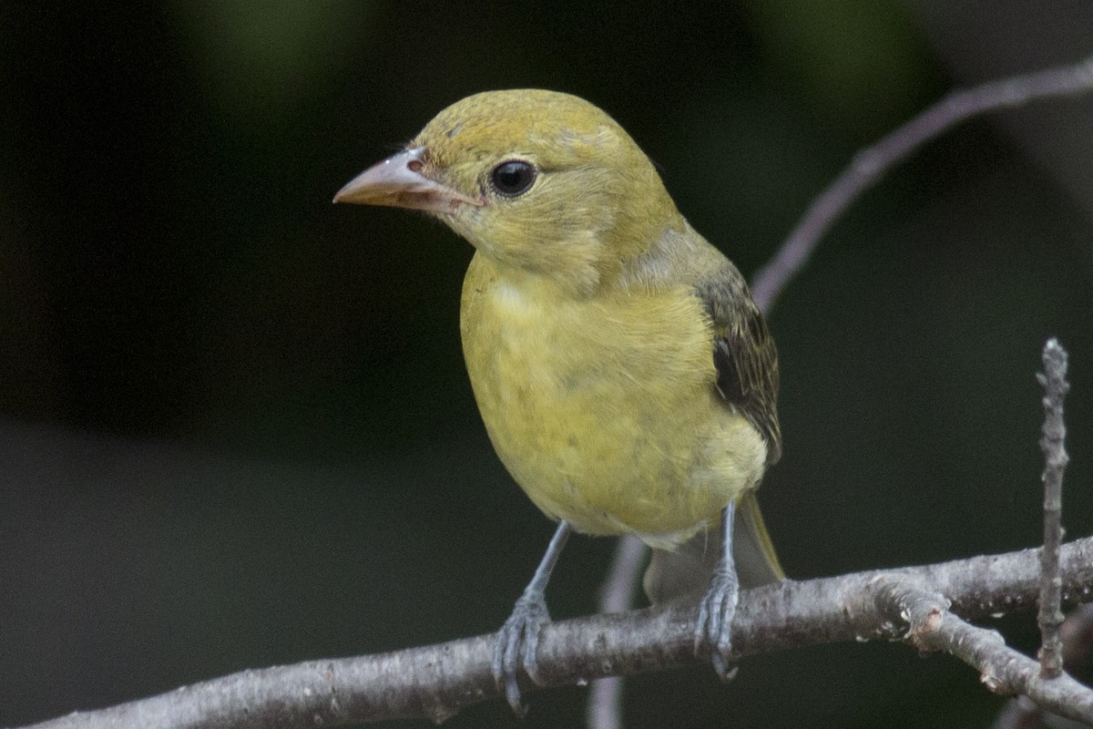 Scarlet Tanager - ML32634801