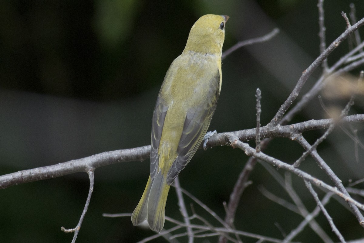 Scarlet Tanager - ML32634821