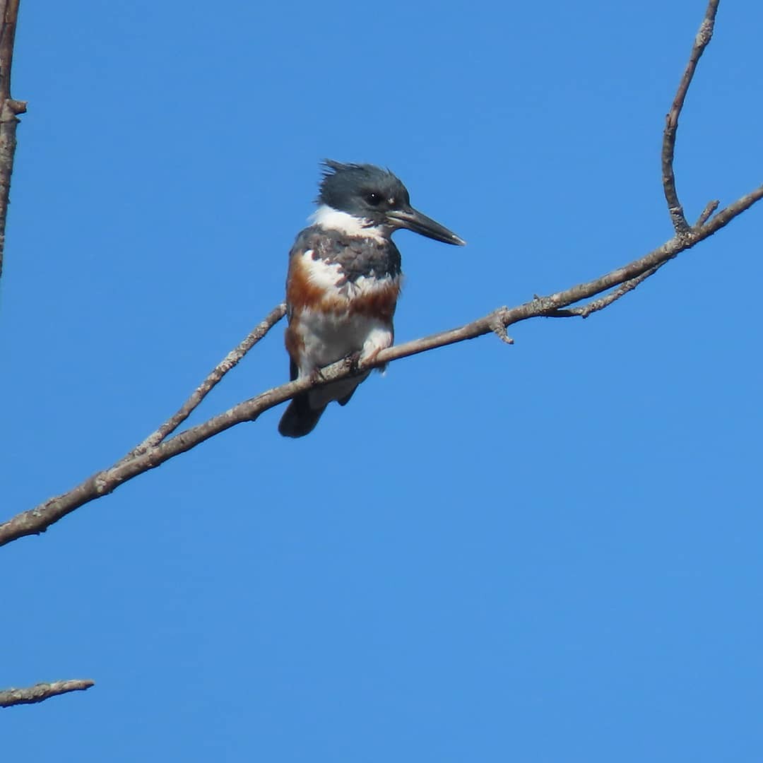 Belted Kingfisher - ML326350901