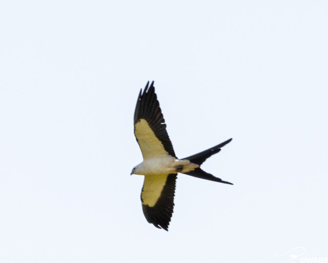 Swallow-tailed Kite - ML326353981