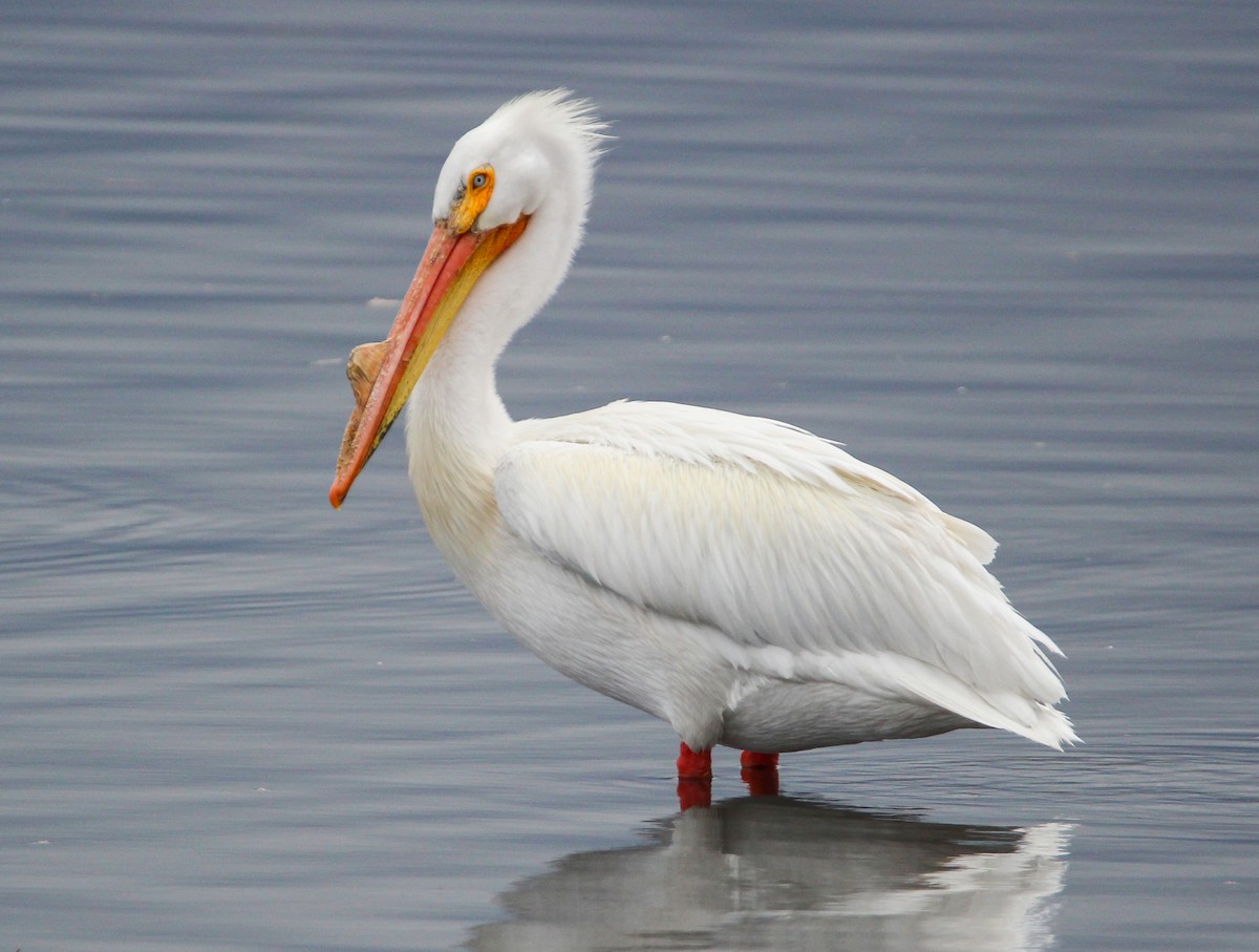 pelikán severoamerický - ML326355021