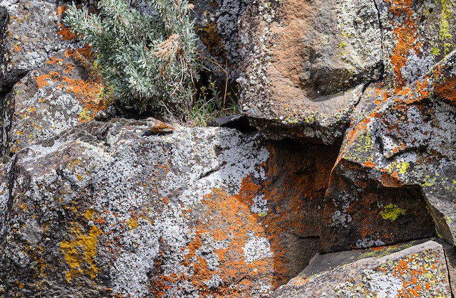 Bird in its habitat;<em> </em>Idaho, United States. - Canyon Wren - 