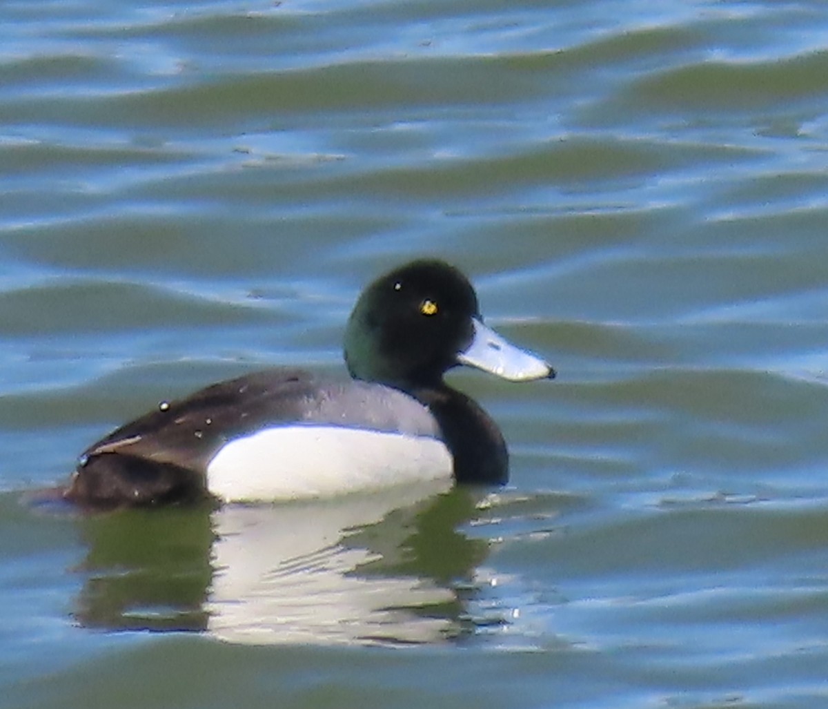 Greater Scaup - ML326373991