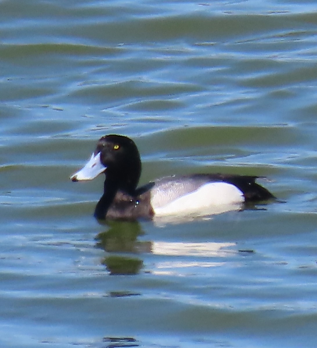 Greater Scaup - ML326374101