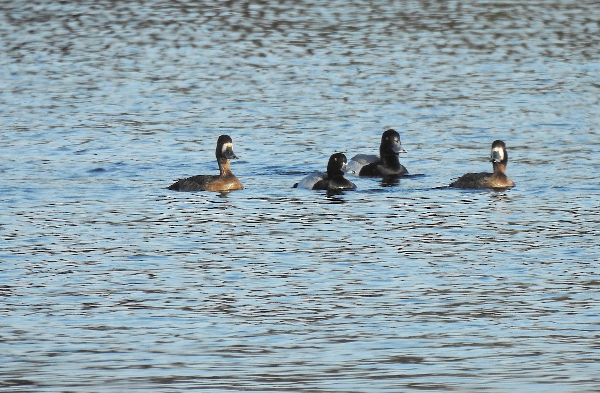 Greater Scaup - ML326374911