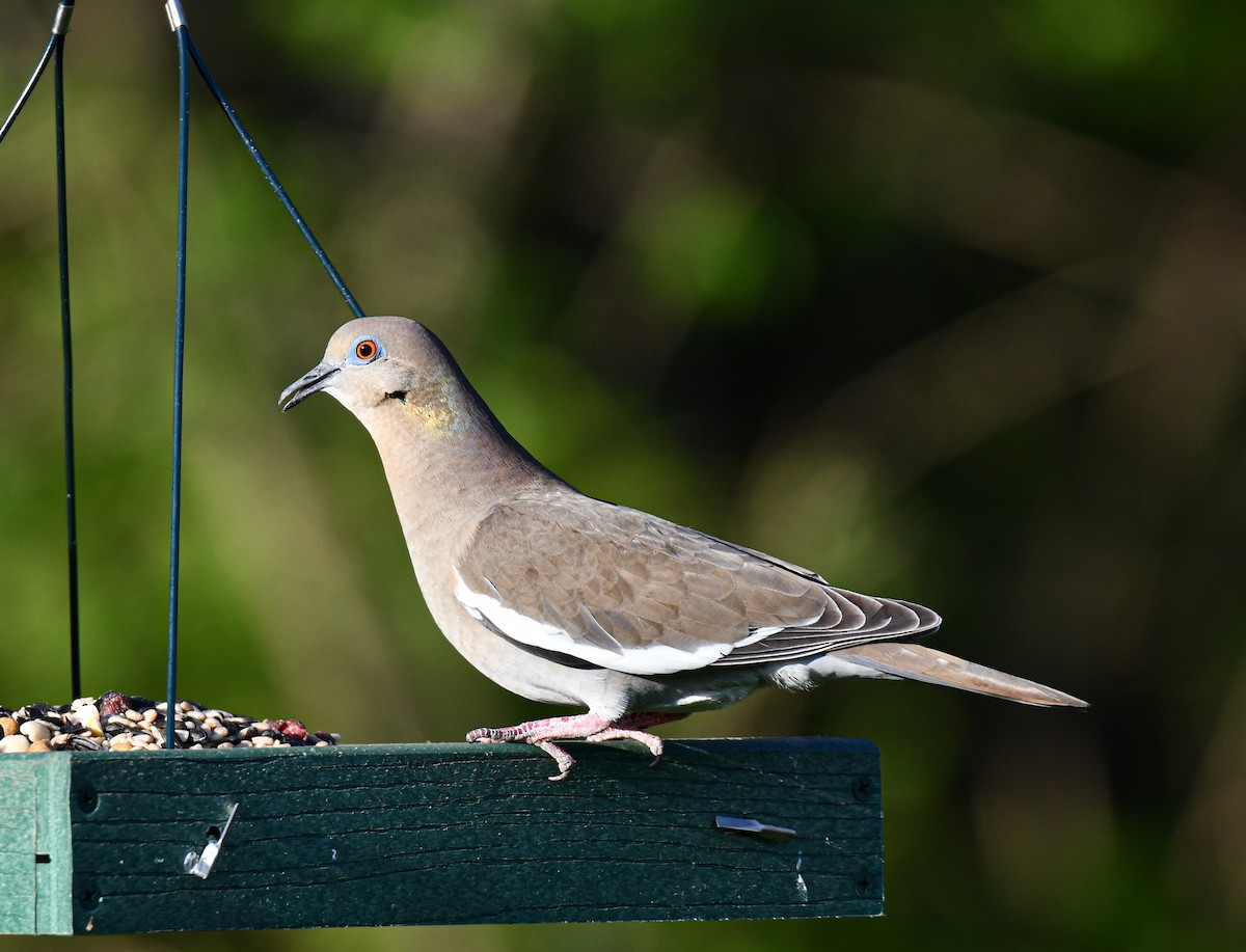 White-winged Dove - ML326376311