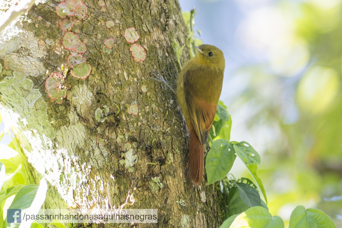 Olivaceous Woodcreeper - Hudson - BirdsRio