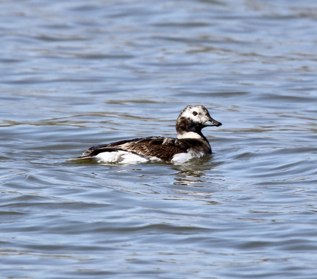 Long-tailed Duck - ML326377201