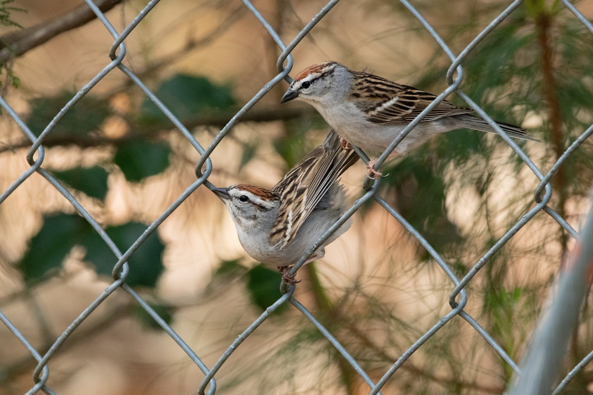 Chipping Sparrow - ML326383691