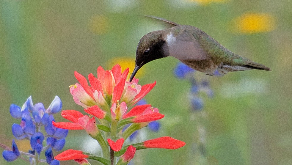 Black-chinned Hummingbird - Kenneth Butler