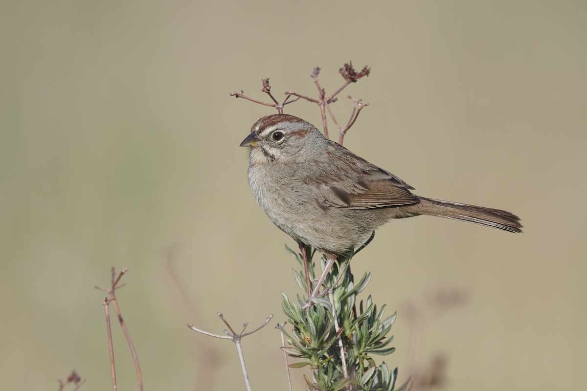 Rufous-crowned Sparrow - Sharif Uddin