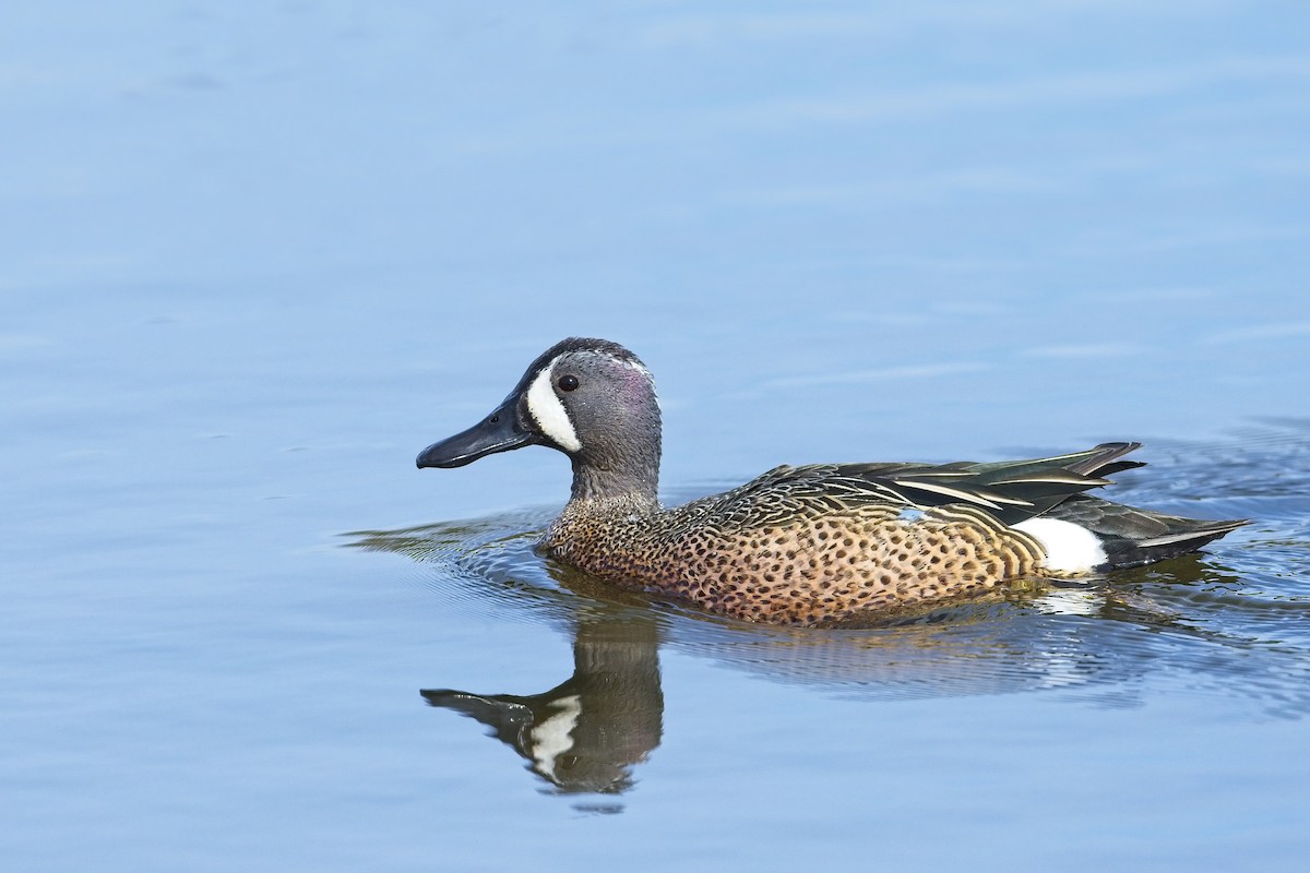 Blue-winged Teal - ML326397371