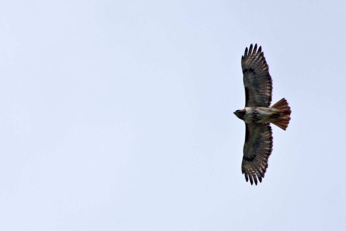 Red-tailed Hawk (borealis) - Rob Dickerson