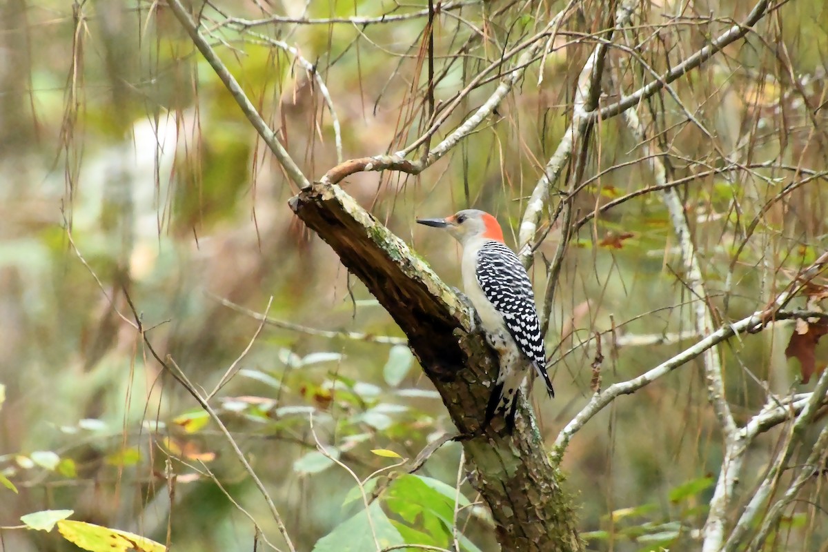 Red-bellied Woodpecker - Linn H