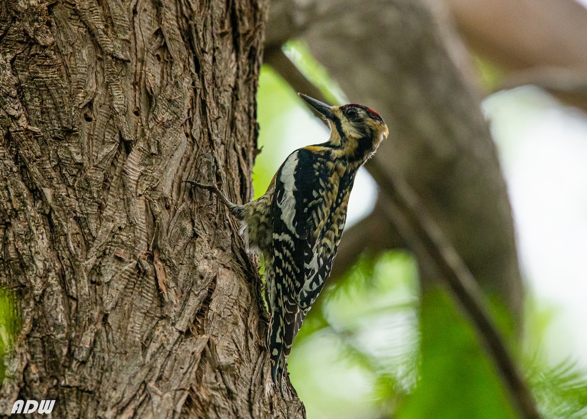 Yellow-bellied Sapsucker - Ardell Winters