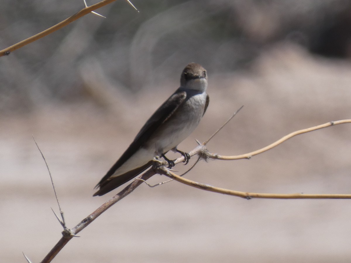 Northern Rough-winged Swallow - ML326413681