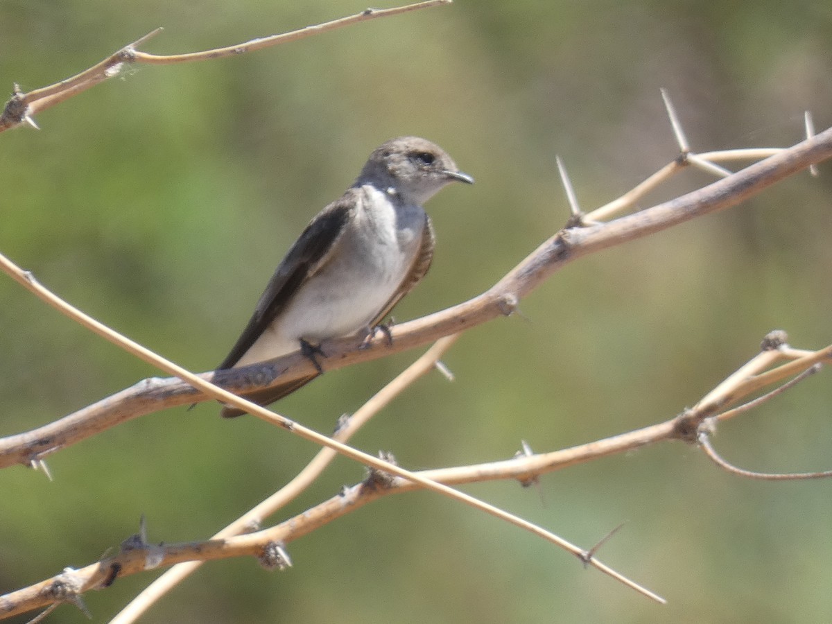 Northern Rough-winged Swallow - ML326413871
