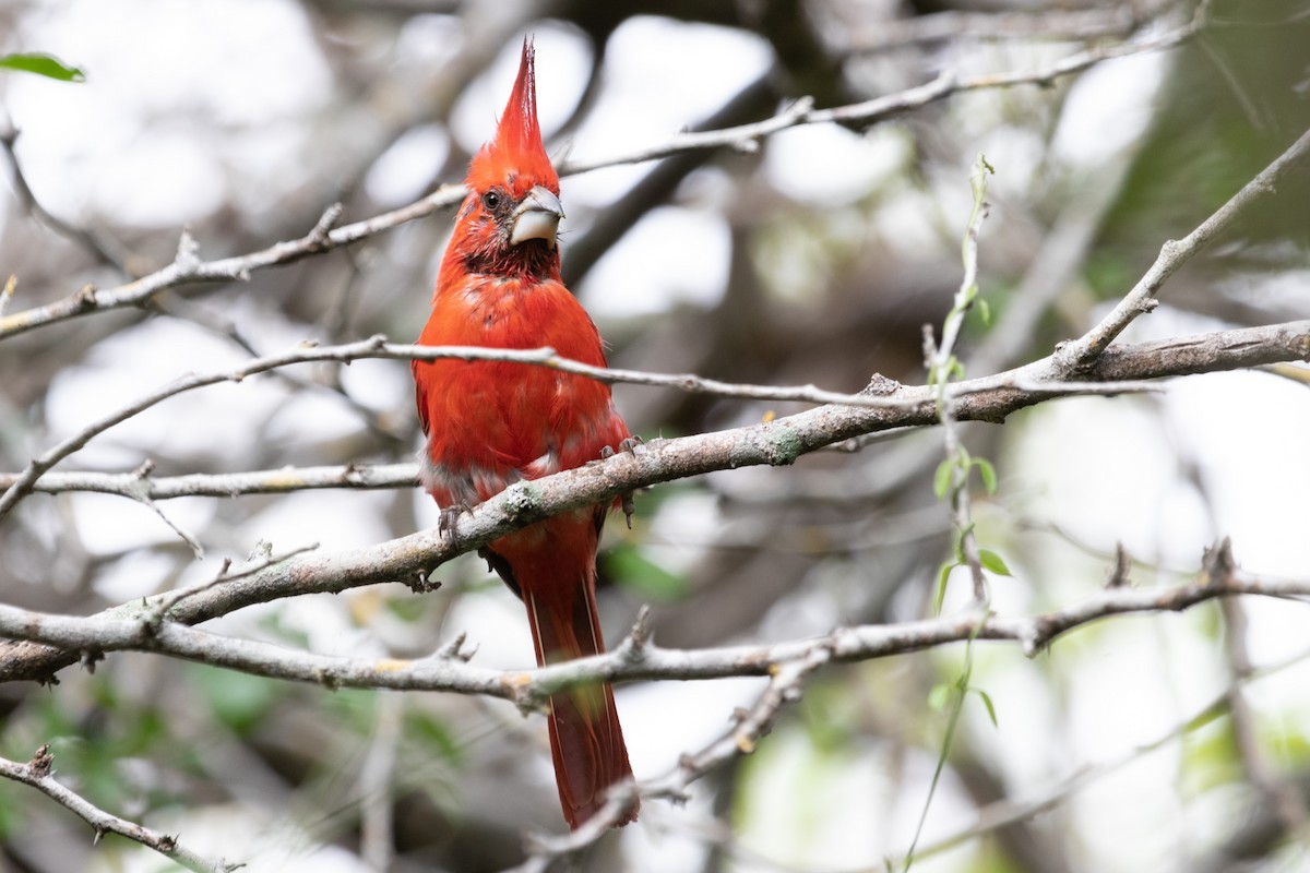 Vermilion Cardinal - Jhonathan Miranda - Wandering Venezuela Birding Expeditions