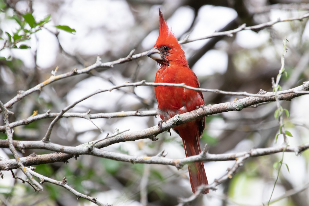 Vermilion Cardinal - Jhonathan Miranda - Wandering Venezuela Birding Expeditions