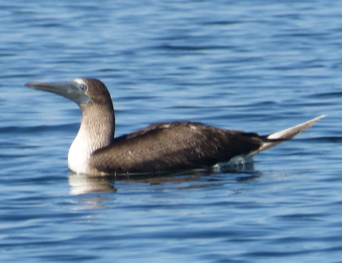 Blue-footed Booby - ML32641481