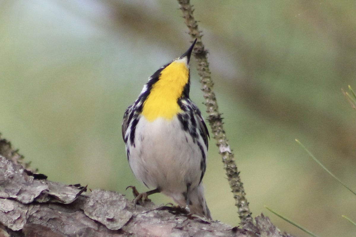 Yellow-throated Warbler - ML326416331
