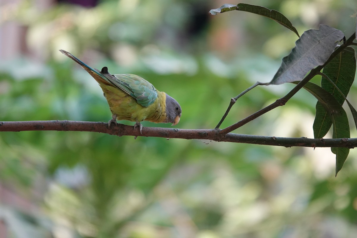 Plum-headed Parakeet - Stray Feather