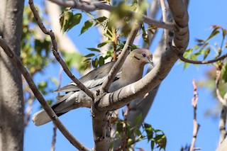 White-winged Dove, ML326418661
