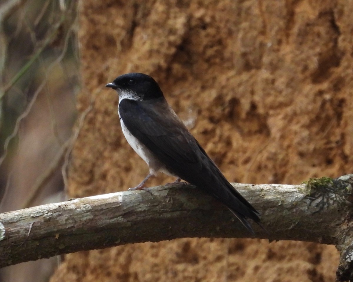 Black-capped Swallow - ML326419431