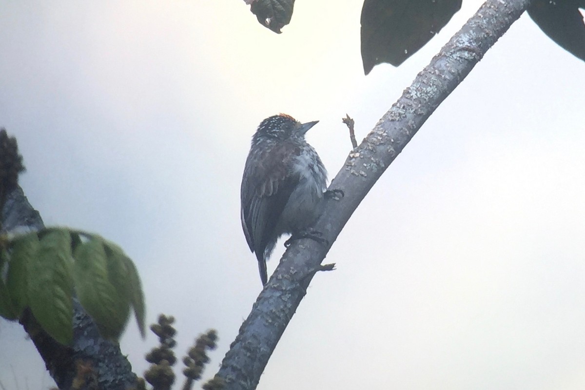 Ocellated Piculet - ML32642361