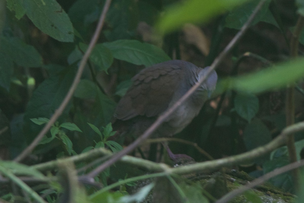 White-throated Quail-Dove - Cory Gregory